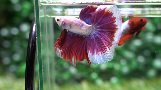 Betta USA TI 850 – Live Betta Fish Halfmoon Male Lavender Dragon Butterfly смотреть онлайн
