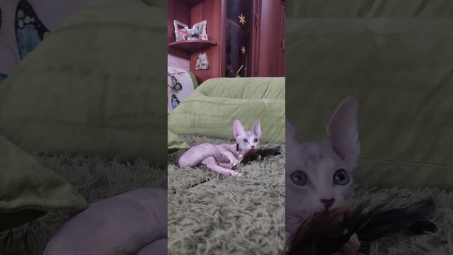 сфинкс. девочка. голубая черепашка.