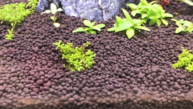 Про диатомовые водоросли - вторая неделя после запуска