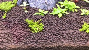 Про диатомовые водоросли - вторая неделя после запуска