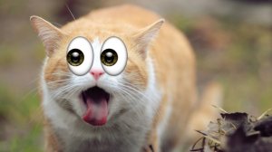 Смешные животные видео приколы / Лютые приколы про животных