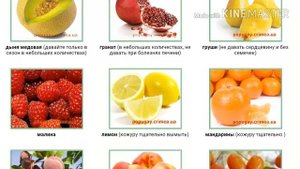 Какие фрукты можно давать волнистым попугаям?