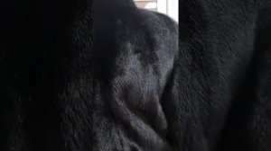 Комиссионный магазин шуб, сдать шубу, продать шубу +79685151908