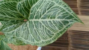 Tanaman Syngonium Batik