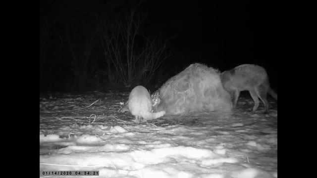 Как Кот с Лисой шейку делили!И другие обитатели привады! смотреть онлайн