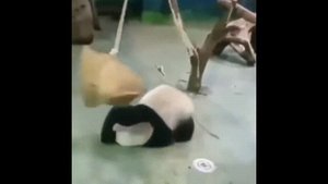 ЛУЧШАЯ ПОДБОРКА, ГИФКИ, СМЕХ ДО СЛЕЗ!!!