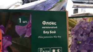 Флоксы 2021 в Оби.Много красивых сортов!