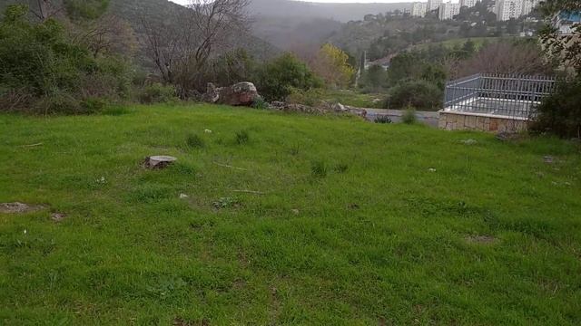 Цветущий Израиль в феврале смотреть онлайн