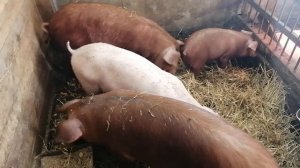 Сколько поросят оставлять под свиноматкой?