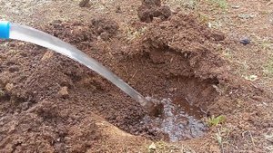 Жимолость. Укоренённые черенки высаживаем в грунт.