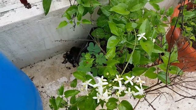 346.क्लीमेटिस वाइन पर दोबारा फूल कैसे पाऐं। How to make Clematis rebloom. смотреть онлайн