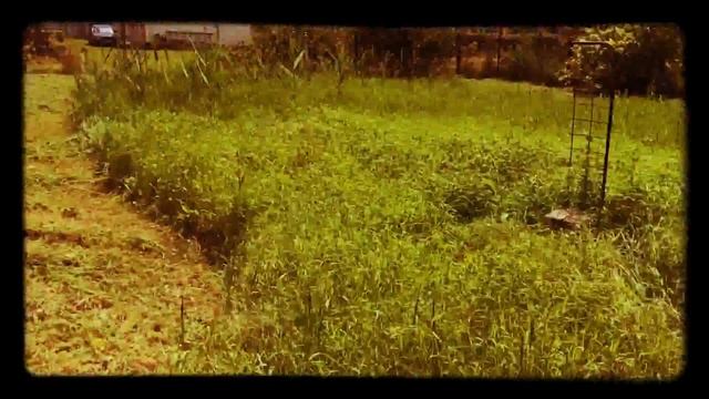 Косим траву на даче у Ромах Е. Я. ч-3 смотреть онлайн