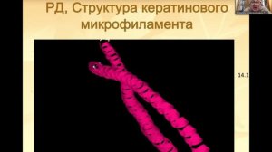 МОЛЕКУЛЯРНЫЕ МАШИНЫ | БИОФИЗИКА (лекция) - ТВЕРДИСЛОВ Всеволод Александрович ФизФак МГУ