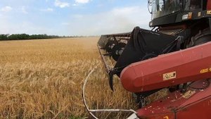 Уборка урожая 2020 Озимый ячмень