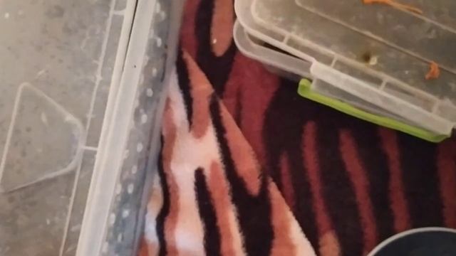 Генеральная уборка у всех улиток/ Меняю мох и ягель / Ретики подросли ? смотреть онлайн