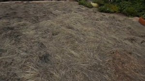 Картофель под сеном. 18.06.2019 (текущие дела)