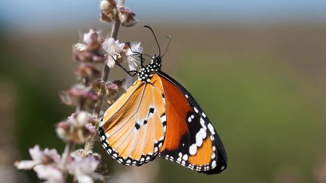 Brown and orange butterfly meaning; spiritual symbolism