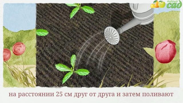 Посадка вербены - как правильно посадить вербену смотреть онлайн