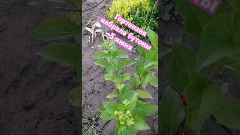 5 июня Гортензия на бутонах
