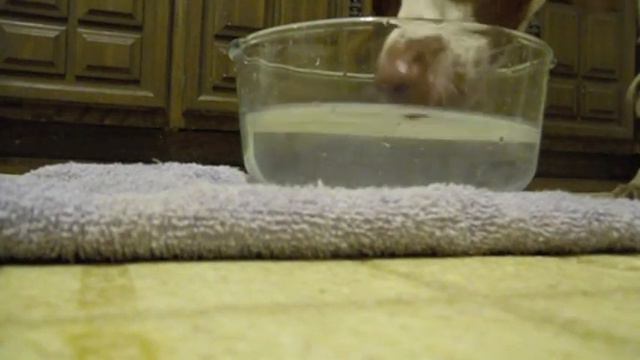 Pan Blowing Bubbles! смотреть онлайн