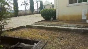 НИГЕРИЯ ЧТО ТАКОЕ ЯМС? ПОКАЗЫВАЮ.