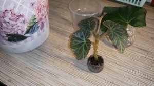 ЧЕРЕНКОВАНИЕ БЕГОНИИ 100%,РЕЗУЛЬТАТ