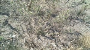 Our Trees, Plants and Herbs 8 Vajradanti -Barleria Prionitis