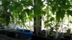 Когда надо сажать томаты