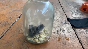 Мышеловка из трёх литровой банки