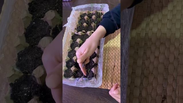 ALIEXPRESS удивляет. Купила семена на ALIEXPRESS, что выросло?#1 смотреть онлайн