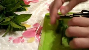 Как сохранить мяту на зиму. Как заготовить мяту на зиму.