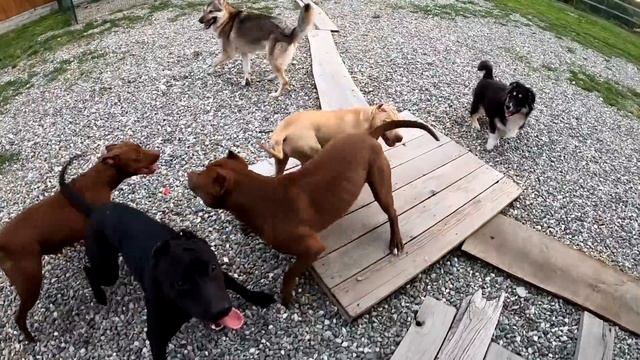 Банда бегает за мячом, веселая разминка!) Питбуль/волк/дворняжка/щенки! смотреть онлайн