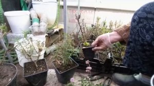Аргирантемум  Сохранение и черенкование