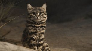 Муравьиный тигр - самая смертоносная кошка в мире | Редкие животные