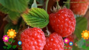 Малина карликовая Руби Бьюти. Краткий обзор, описание характеристик rubus idaeus ruby beauty