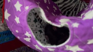 Покупки для крыс из fix price и не только ?