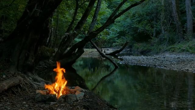 Почему желтеют листья у деревьев летом? смотреть онлайн