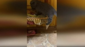 Подборка смешных видео и приколов. 178 Лучшие ПРИКОЛЫ 2023