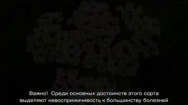 Тысячелистник садовый многолетний — посадка и уход на клумбе