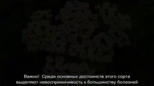 Тысячелистник садовый многолетний — посадка и уход на клумбе
