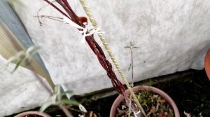 Как зимуют черенки и растения в теплице