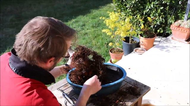 Zelkova Bonsai - Repotting a large Zelkova Serrata bonsai tree. Time lapse video | Blue Sky Bonsa смотреть онлайн