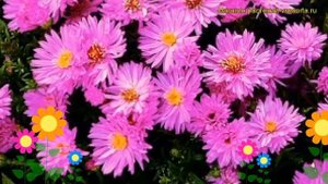 Астра кустарниковая Аннеке. Краткий обзор, описание характеристик aster dumosus Anneke