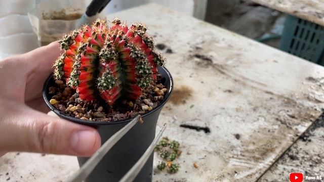Propagating GYMNOCALYCIUM VARIEGATA Offsets | oct22 смотреть онлайн