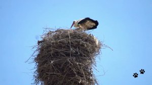 Аисты, Туркестан и Аральск