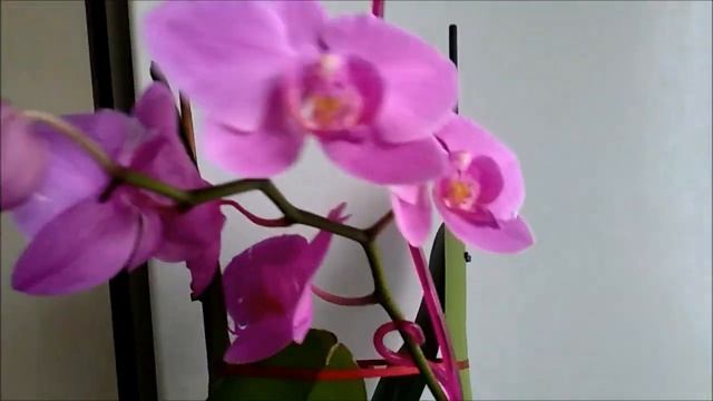 Орхидея Ф. ПАСАДЕНА. Расцвела, и стали портиться цветы(( смотреть онлайн