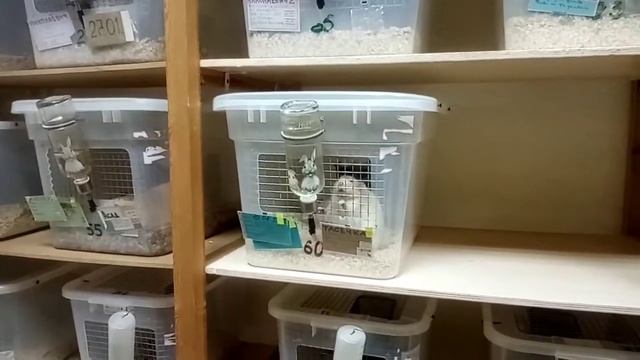 Сколько стоит содержать крысу. Стоимость содержания домашней крысы в месяц смотреть онлайн