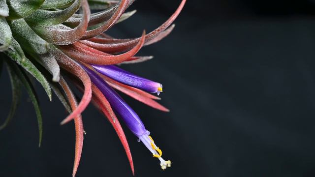 Tillandsia ionantha 'Rubra' смотреть онлайн