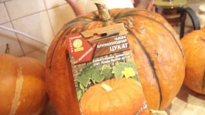 Мои сорта тыкв. Самые лучшие.