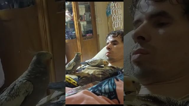 Жора и Роза сами ко мне пришли на животе Жора не хочет почесать и погладить смотреть онлайн